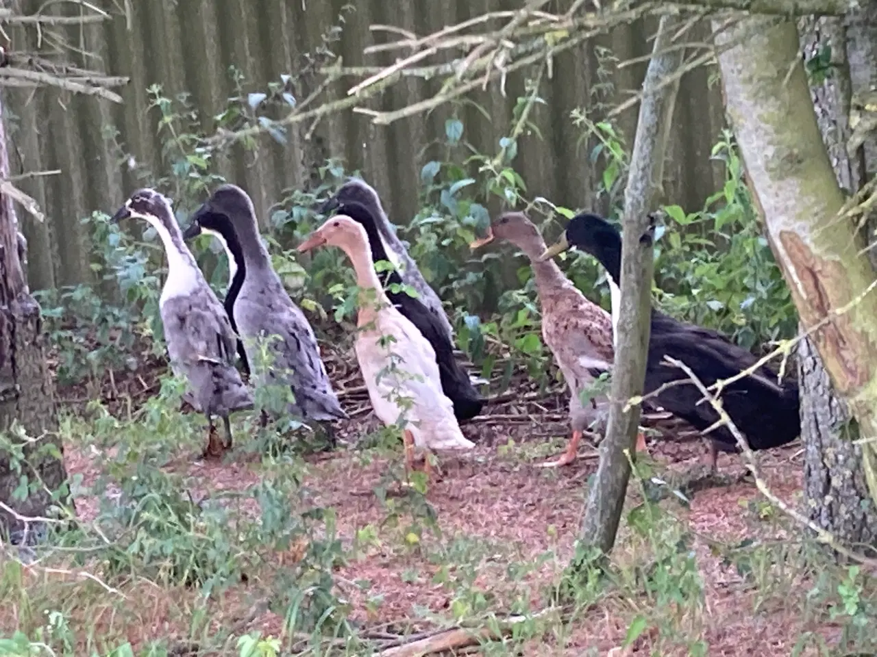Billede 1 - Sælge 8 løbeander plus 2 vilde ænder
