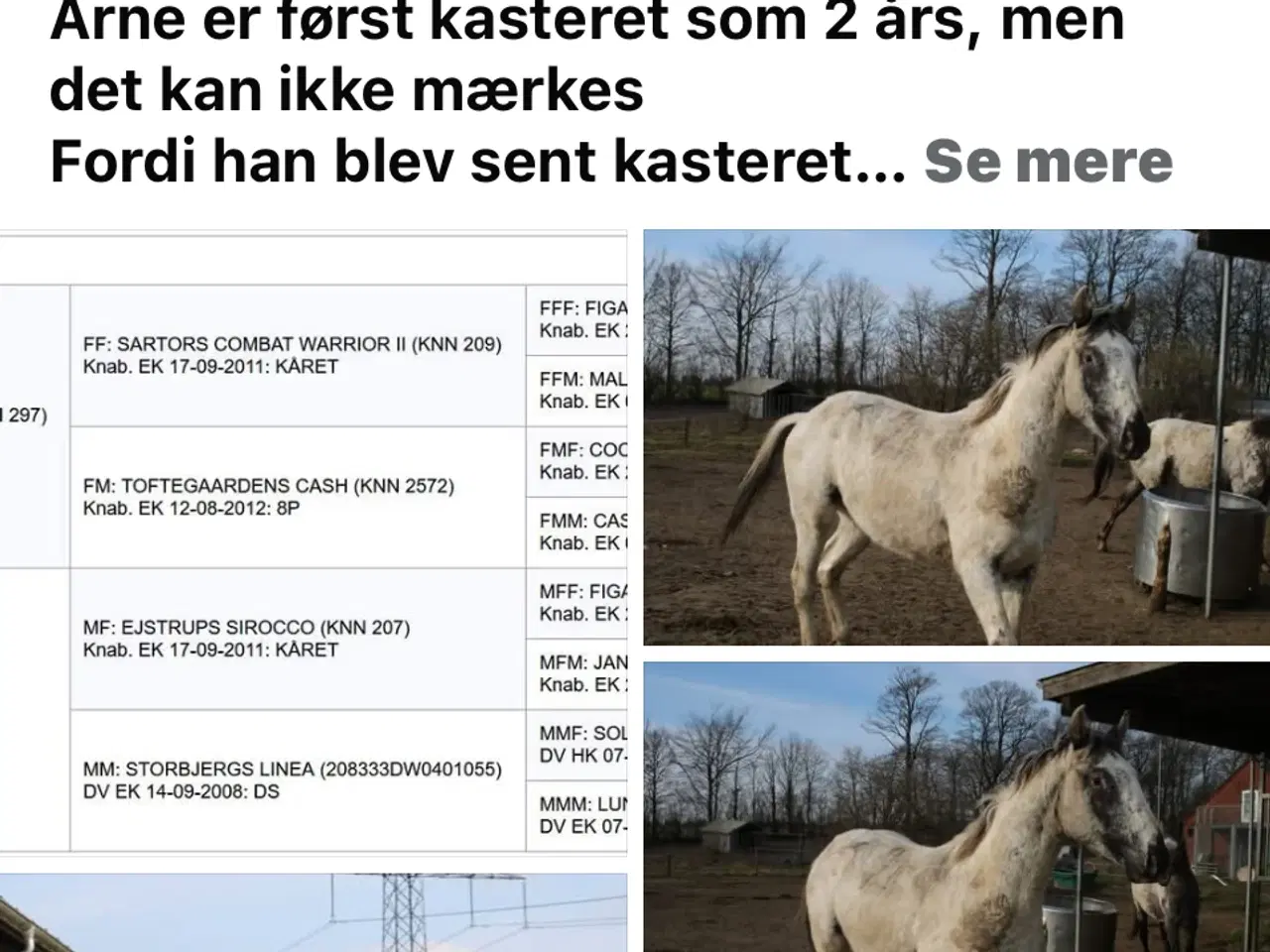 Billede 1 - Knabstrupper 