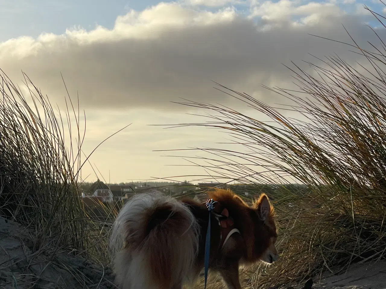 Billede 4 - Pomeranian bl.