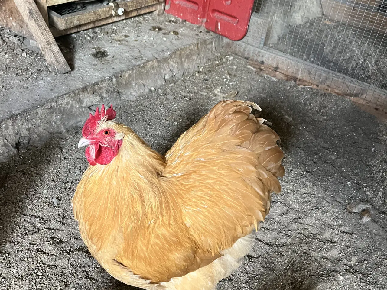 Billede 2 - Gul Orpington hane