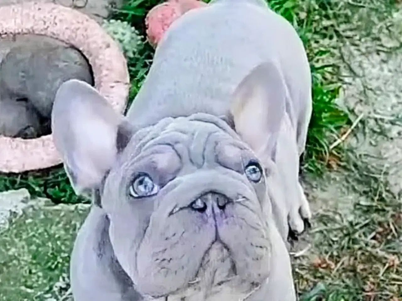 Billede 11 - Fransk Velvet bulldog dreng.