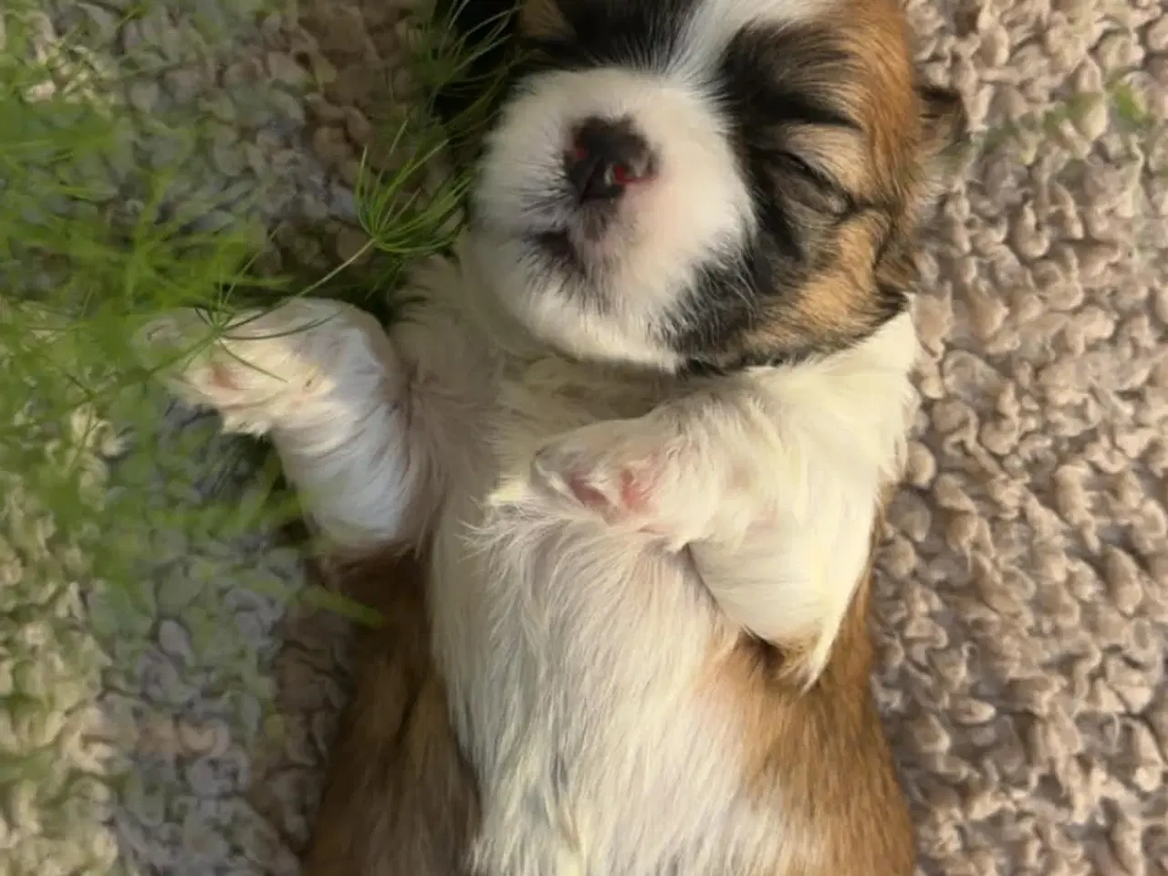 Billede 2 - Shih-tzu / Bichon Havanaise