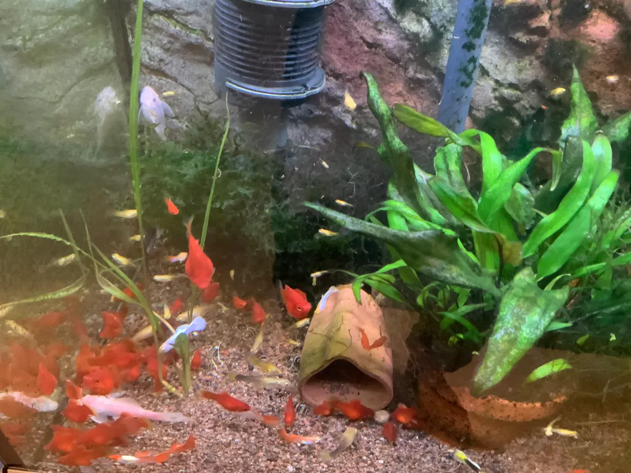 Billede 3 - Platy koralrød ungfisk