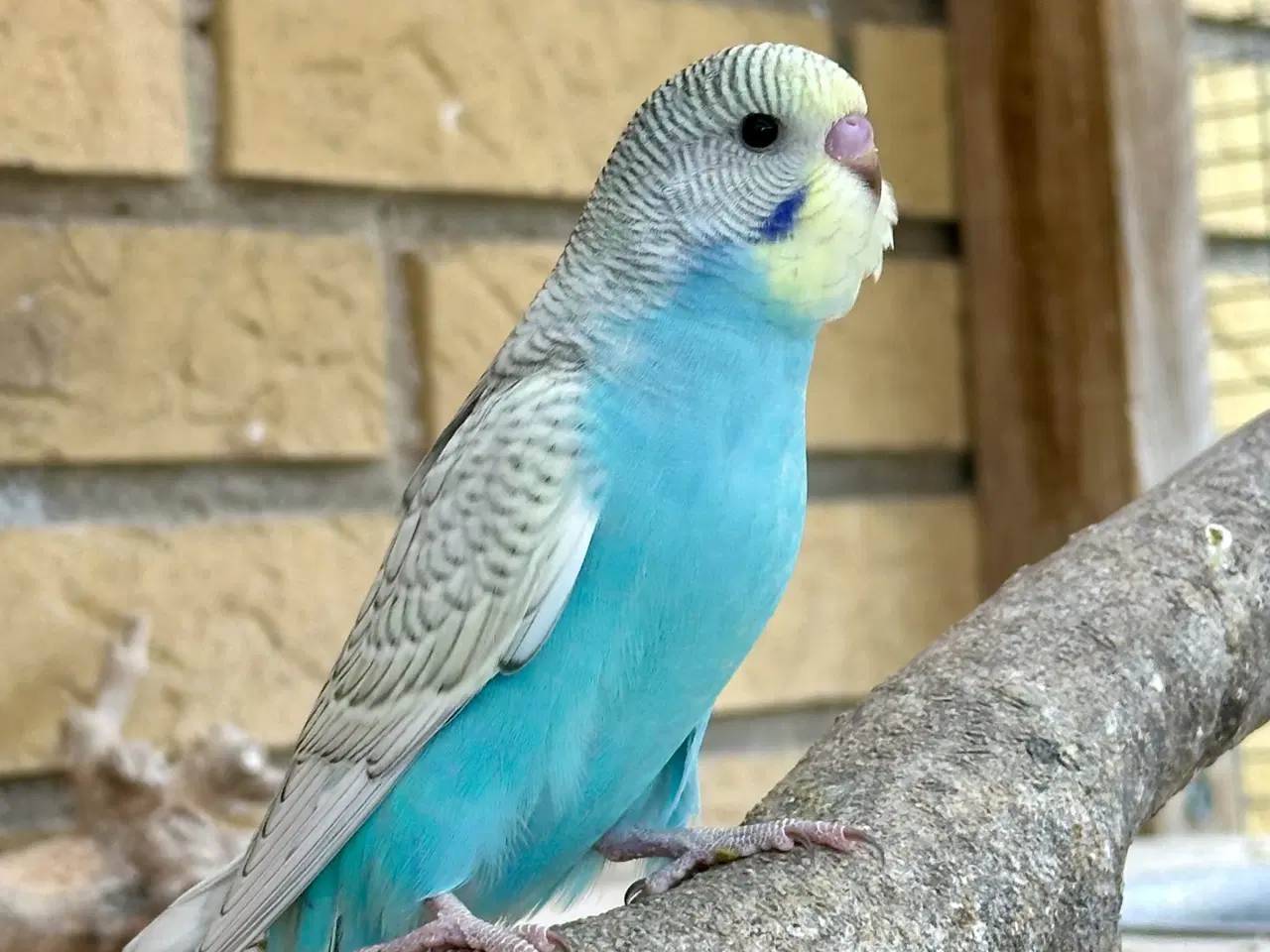 Billede 6 - Undulater fra 2025