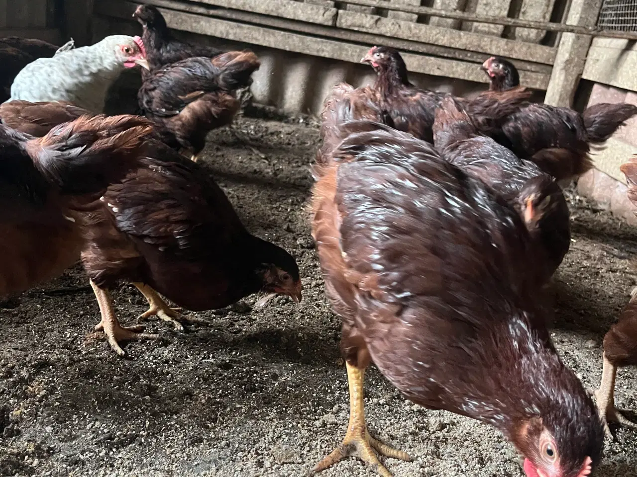 Billede 1 - Kyllinger, Rhode Island Red