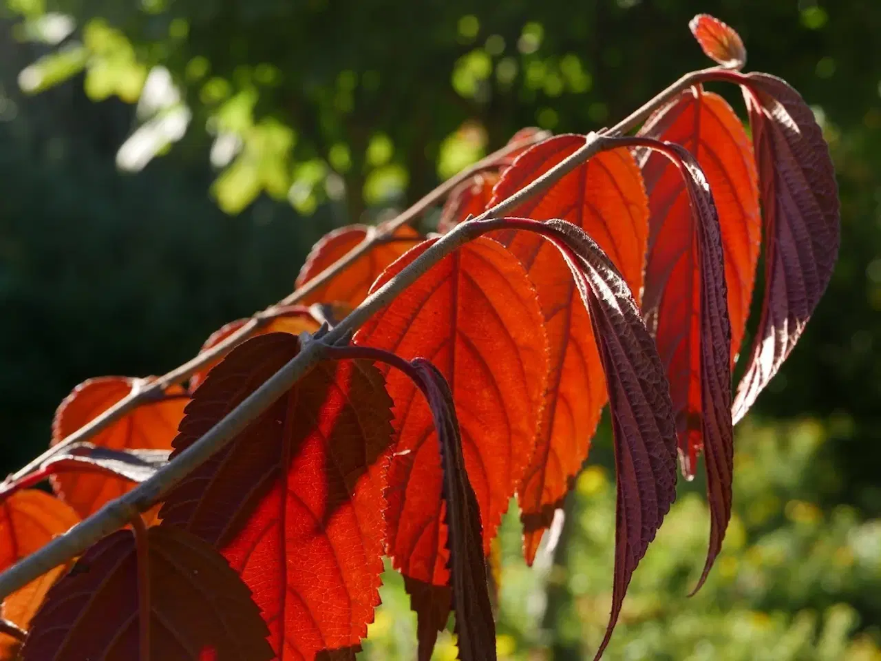 Billede 1 -  8 poser a 20 stk sælges samlet ialt 60,-