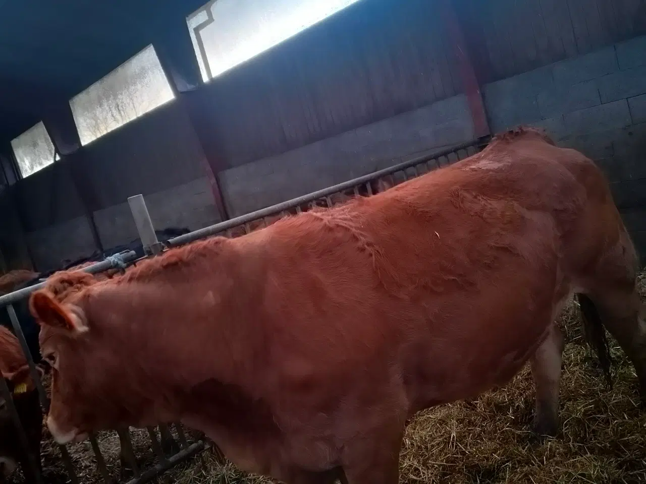 Billede 2 - Limousine ko