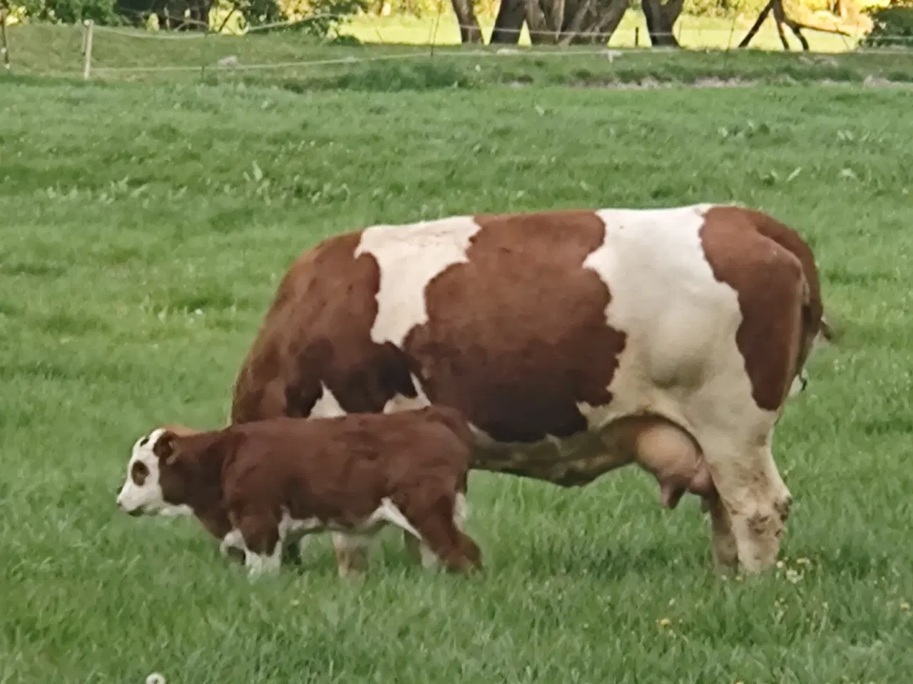 Billede 6 - Simmentaler 