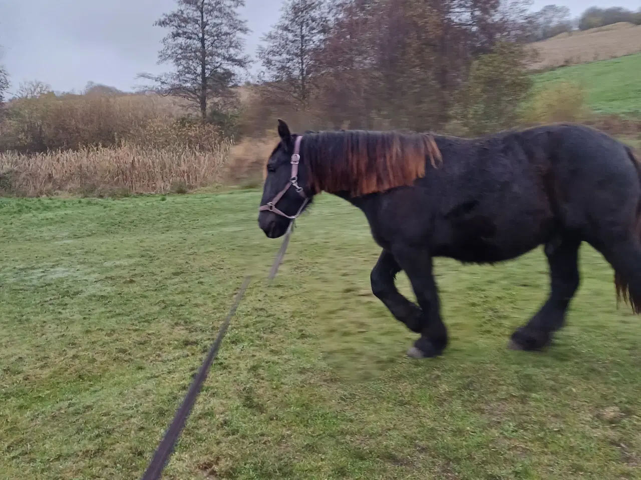 Billede 10 - 1 årig Jyskhest hingst sælges