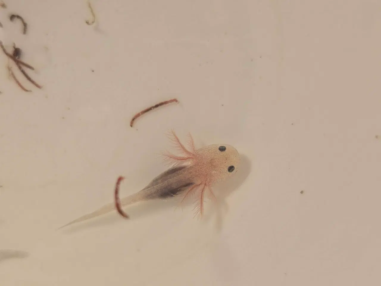 Billede 1 - Axolotl unger fra kendte linjer 