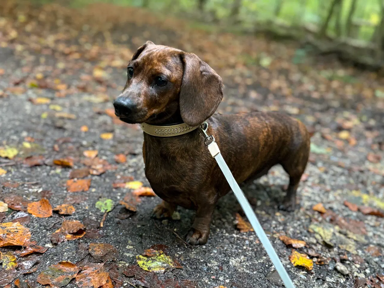 Billede 2 - Miniature gravhund, tæve 2,5 år, korthår Sort/brun