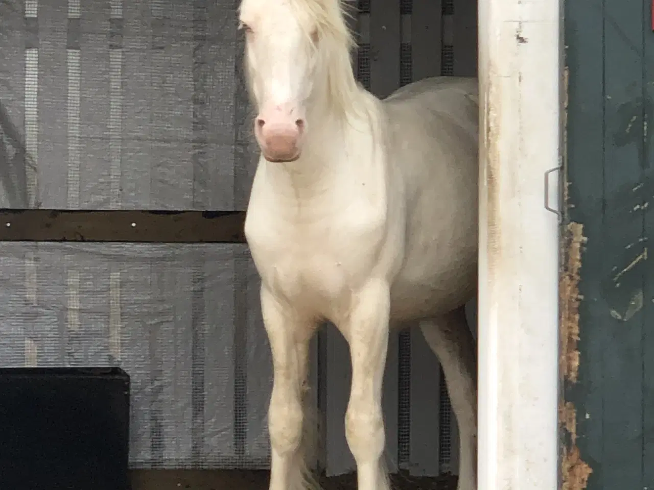 Billede 3 - Irisk Cob