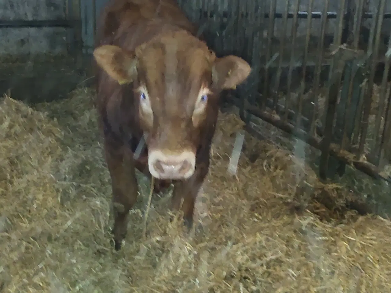 Billede 4 - Limousine Tyr