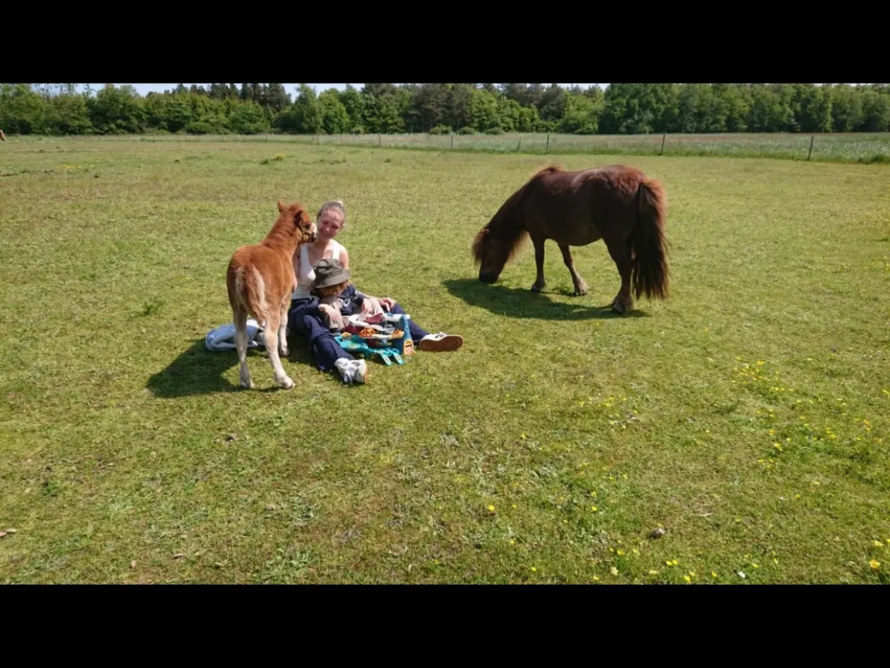 Billede 3 - Shetlands pony 