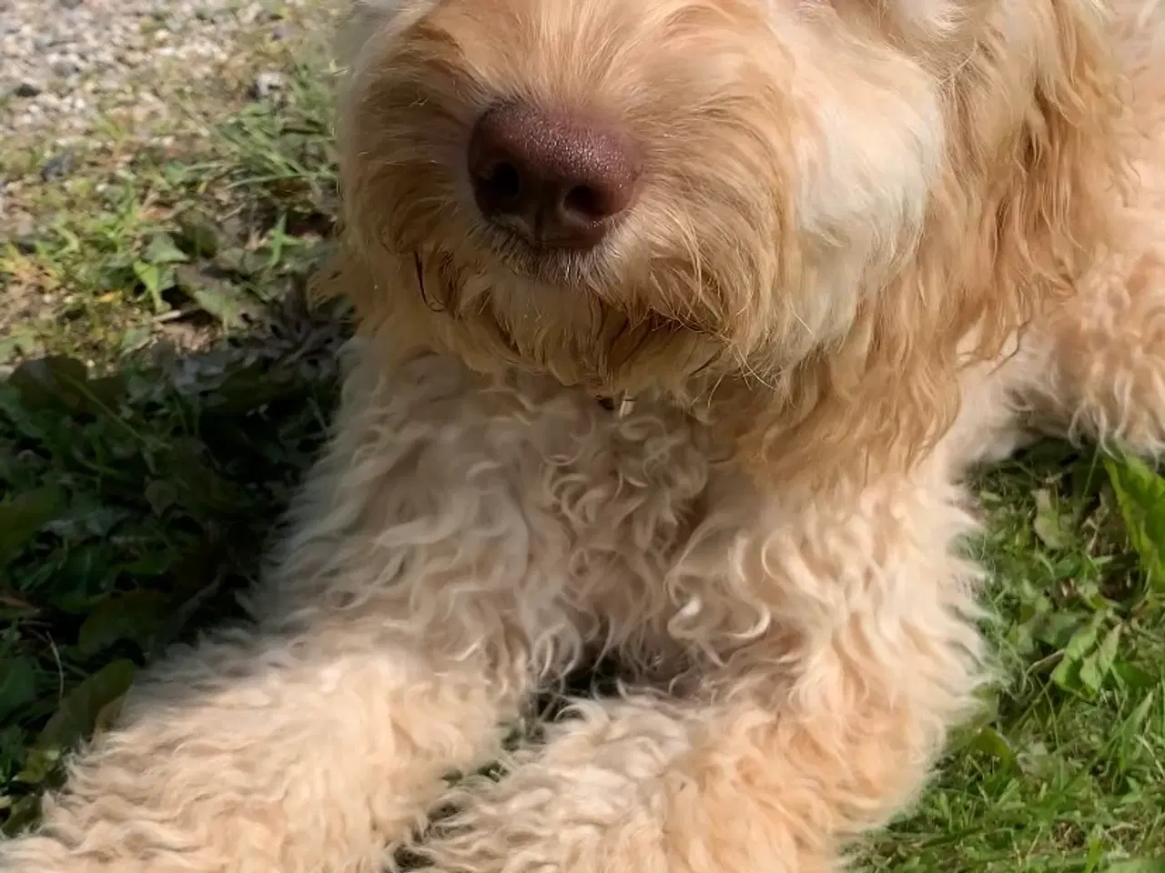 Billede 1 - Cockerpoo søger nyt hjem