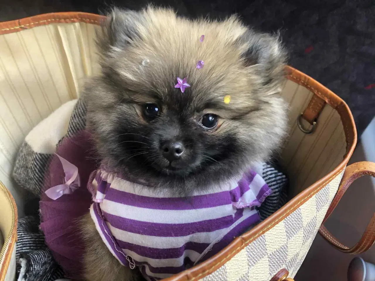 Billede 2 - pomeranian valp mini