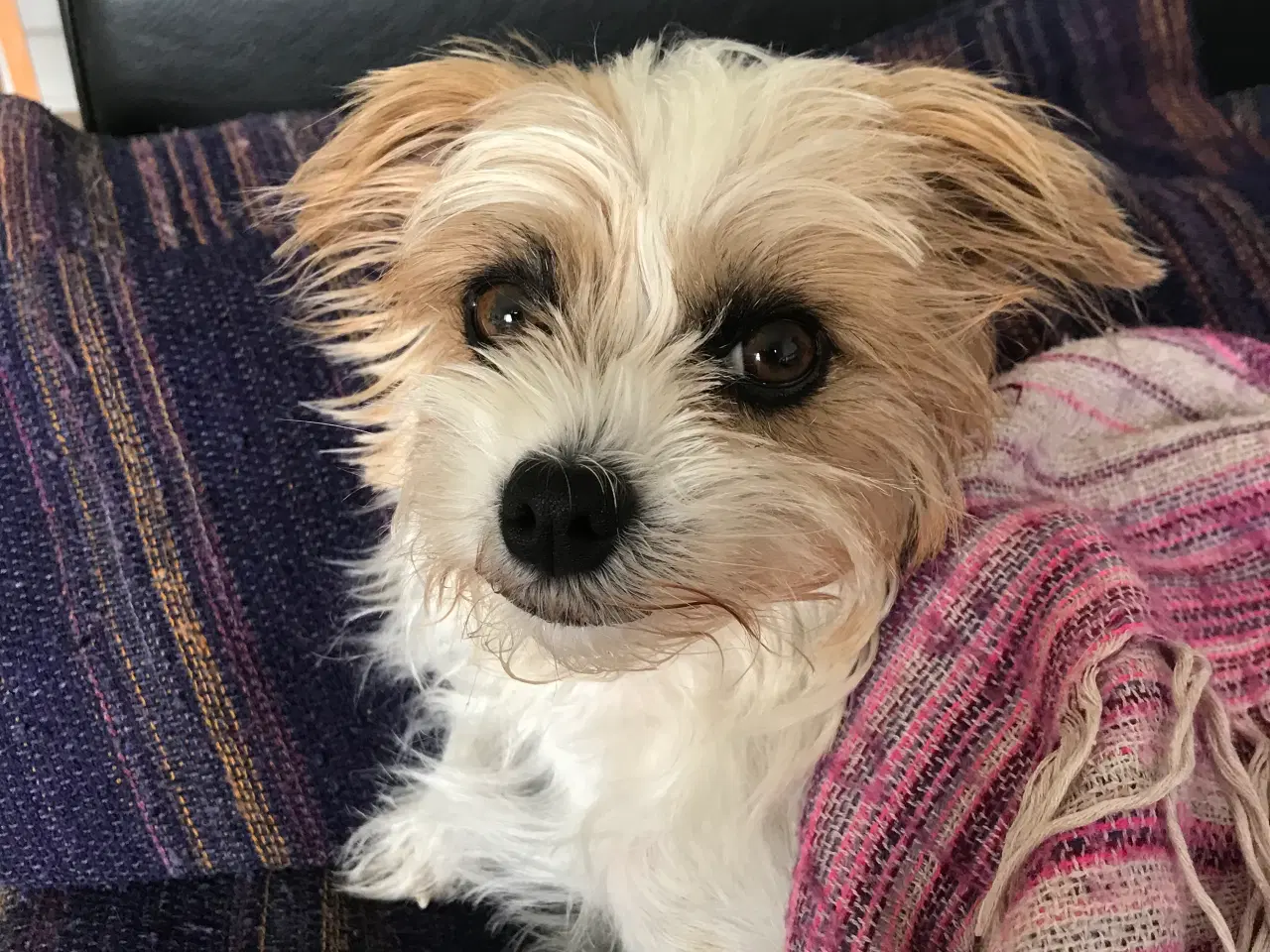 Billede 1 - Jack russell/malteser voksen tæve