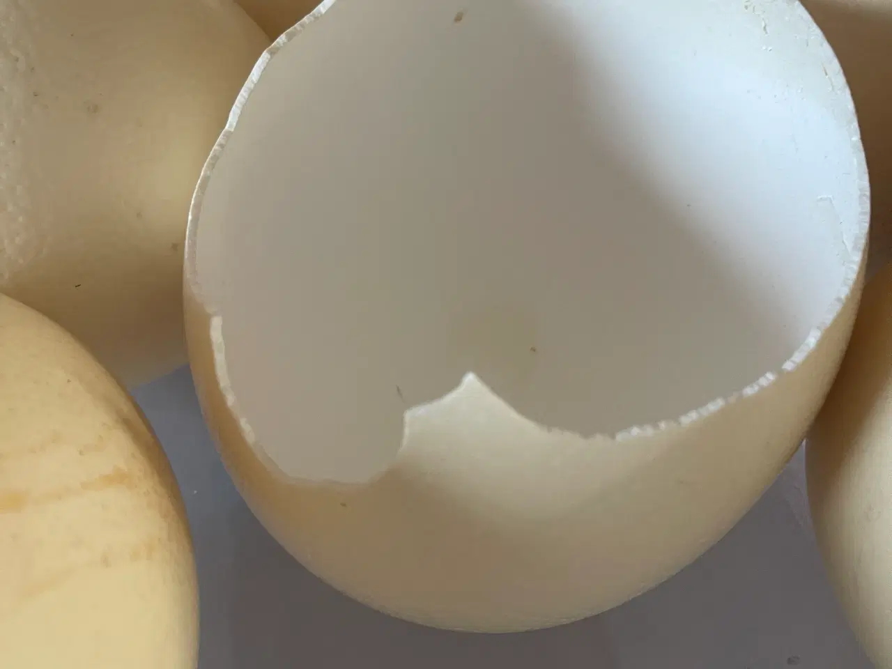 Billede 3 - Strudseæg sælges pr stk eller samlet