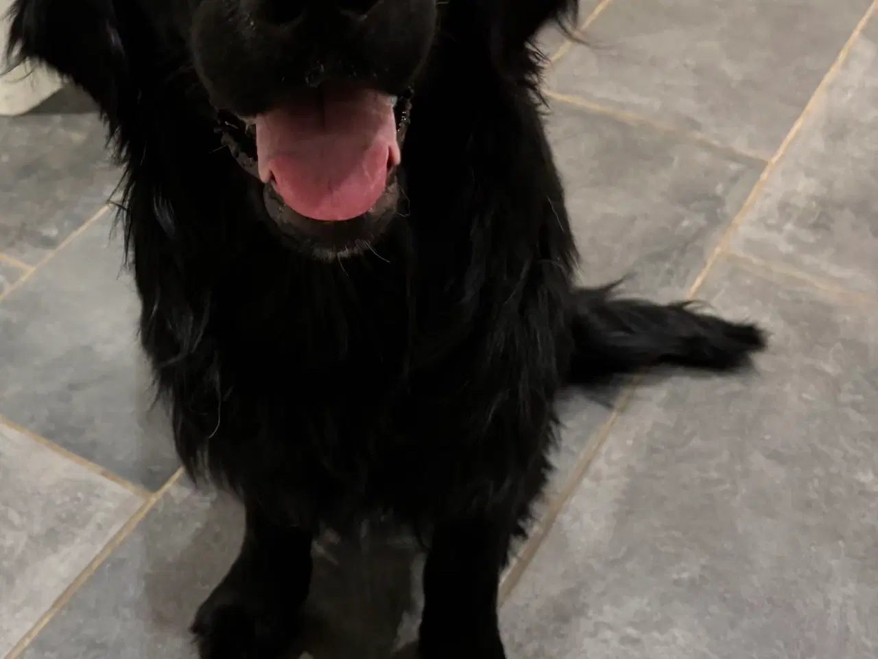 Billede 9 - Dejlige hvalpe.1 dreng tilbage.