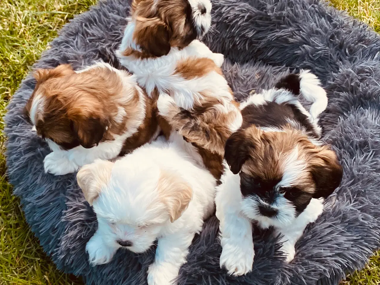 Billede 5 - Hvalpe - Shihtzu/malteser - bomuldshvalpe