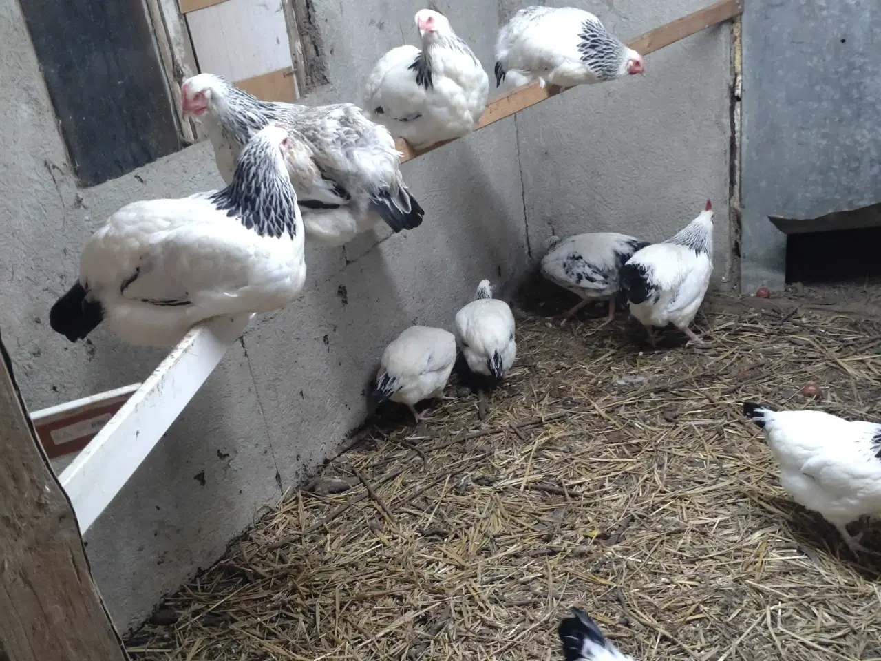 Billede 3 - Sussex-hanner