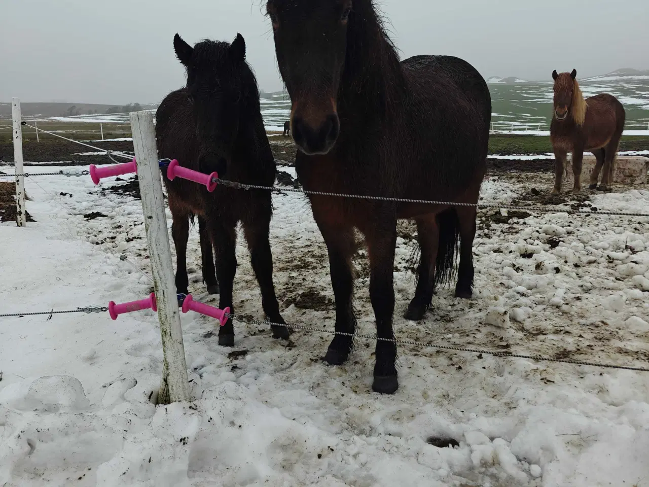 Billede 7 - Stor og cool ung islænder hoppe 