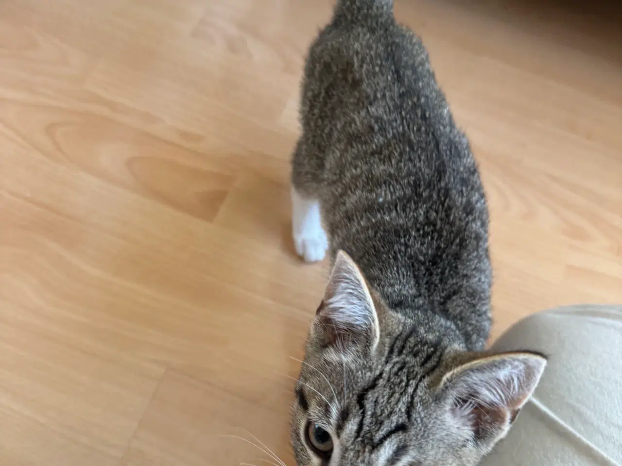 Billede 4 - Kat