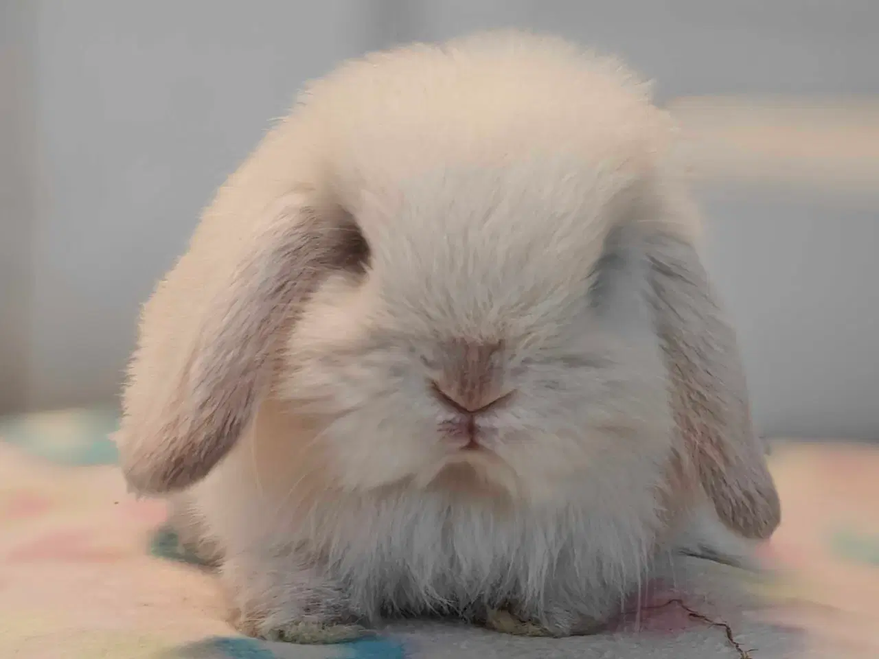 Billede 14 - Minilop