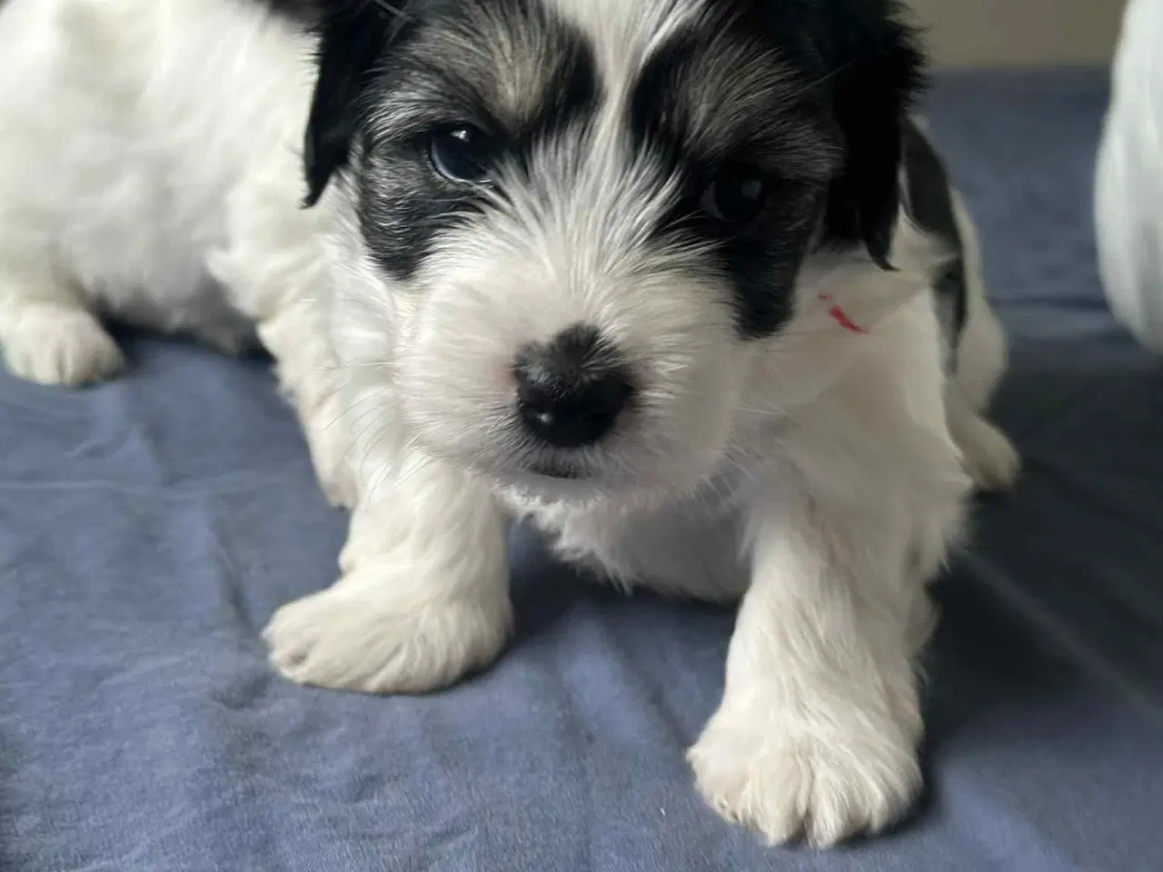 Billede 5 - Bichon Havanais