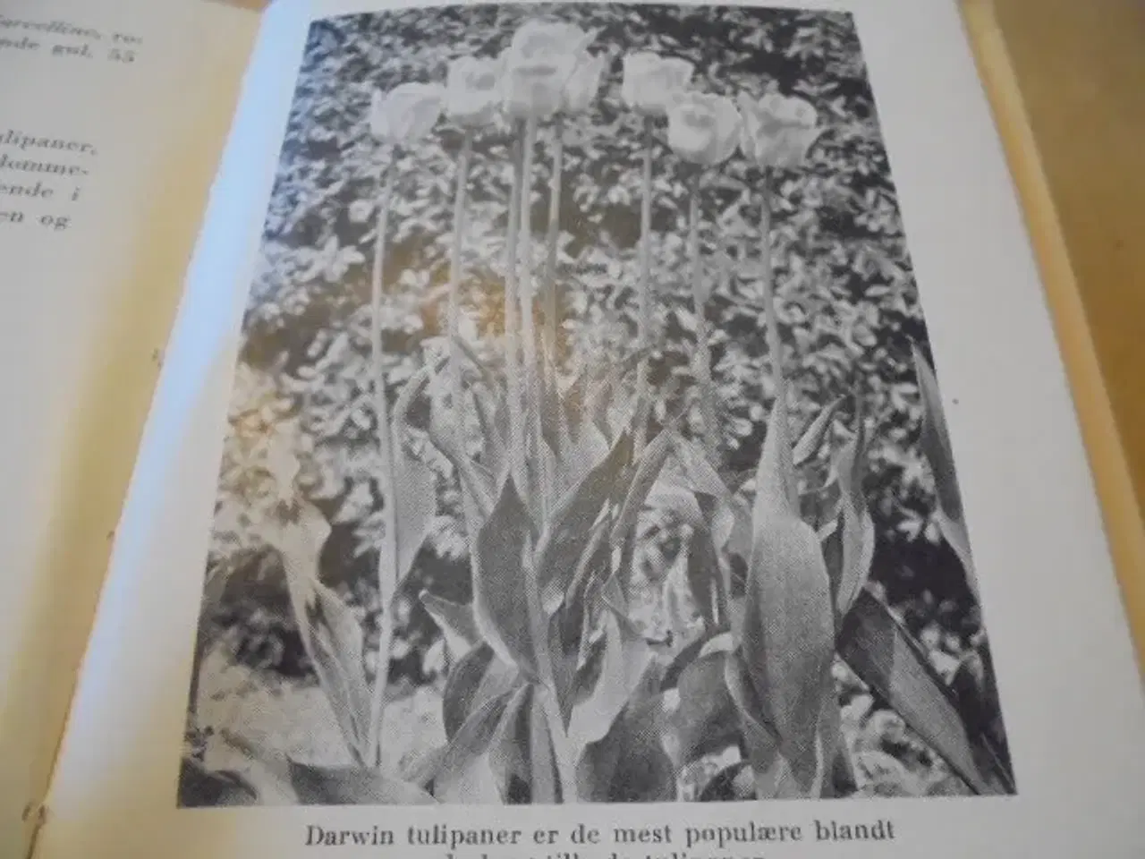 Billede 2 - Blomsterløg og blomsterknolde i haven – 1953