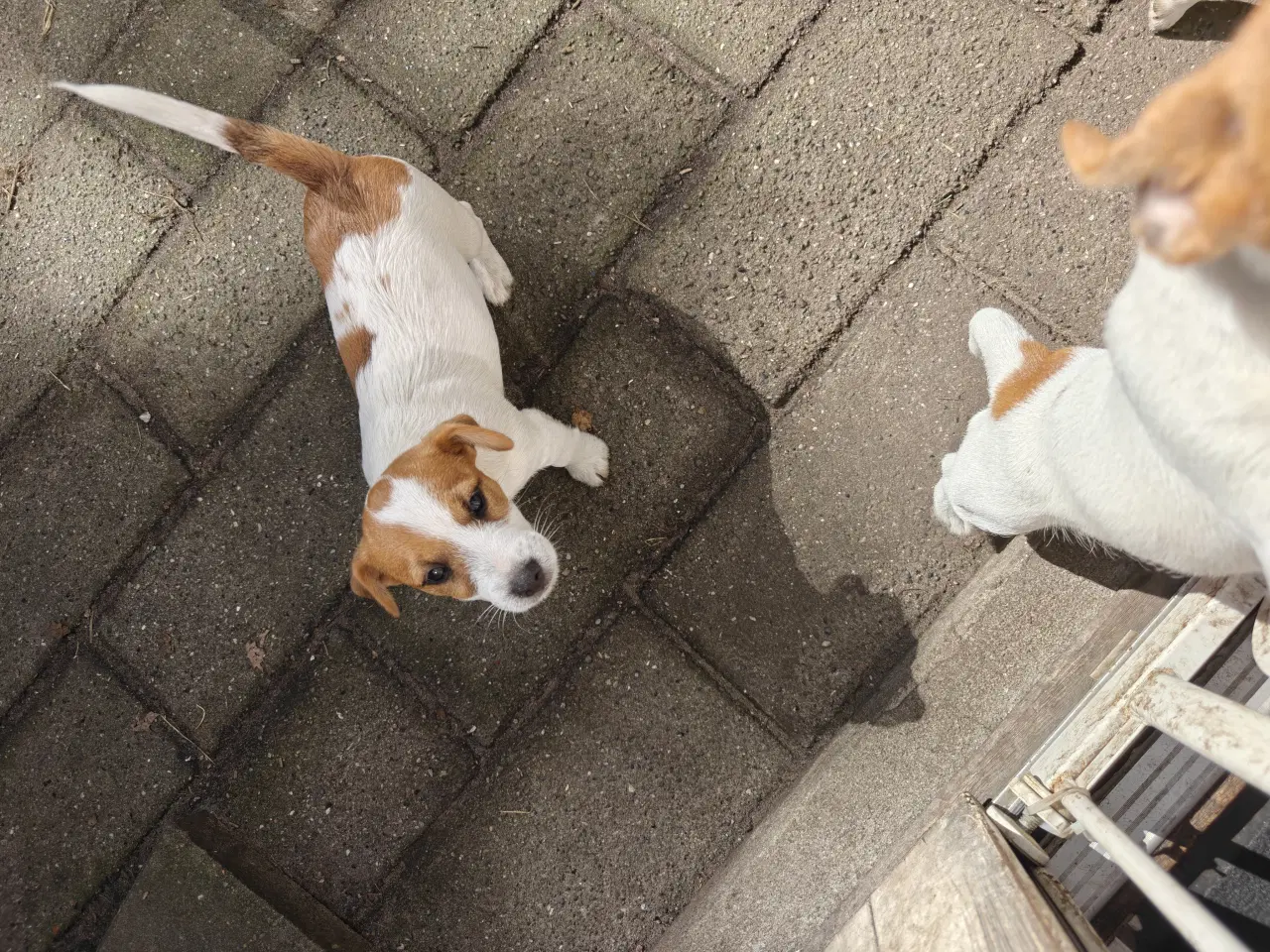 Billede 4 - Lækker Jack Russell Terrier hvalpe
