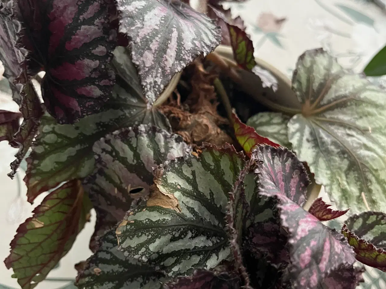 Billede 2 - Hoya carnosa and Begonia