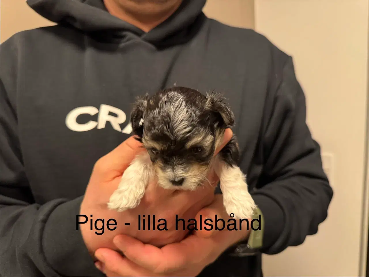 Billede 5 - Bichon havanais 2 hunner og 2 hanner 