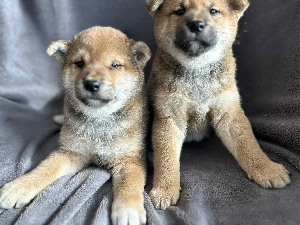 Billede 6 - Shiba hvalpe sælges