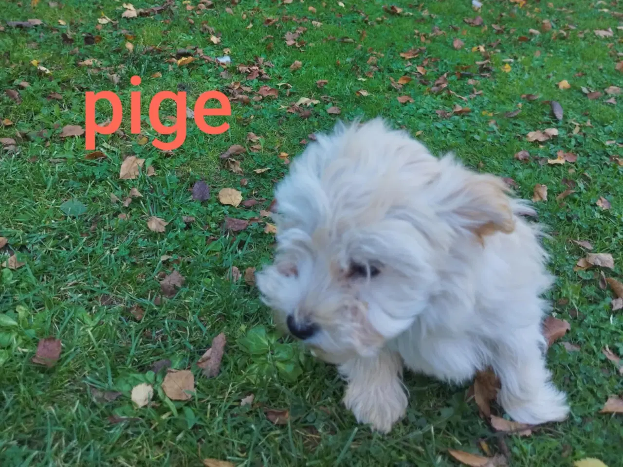 Billede 2 - Bichon Havanais