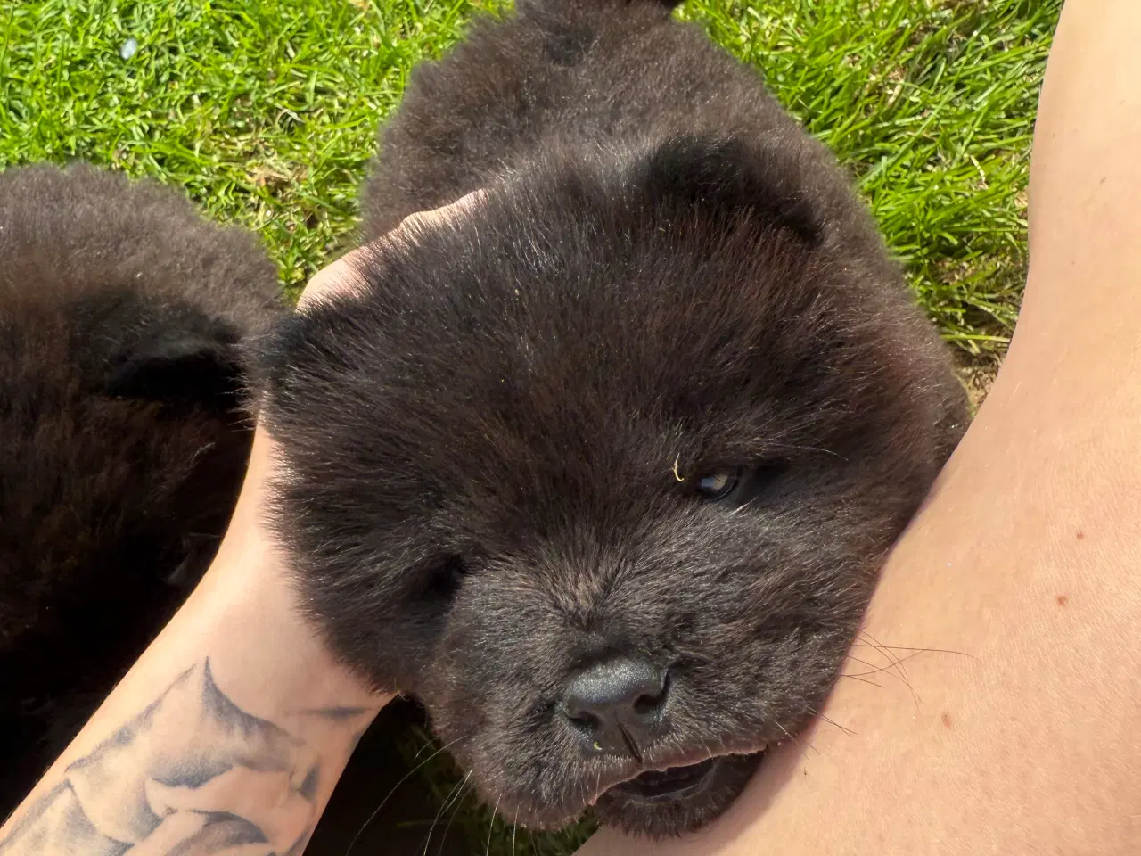 Billede 14 - Chow Chow hvalpe