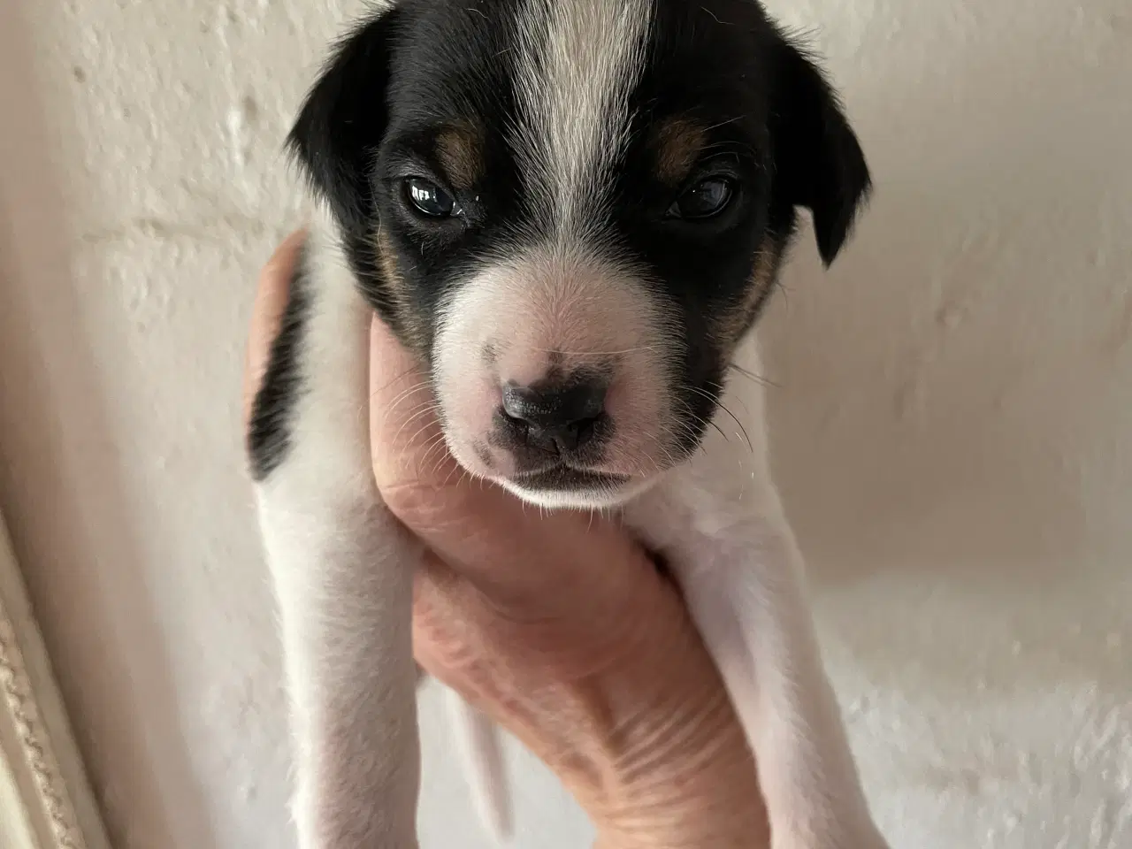 Billede 1 - Dansk Svensk gårdhunde hvalpe