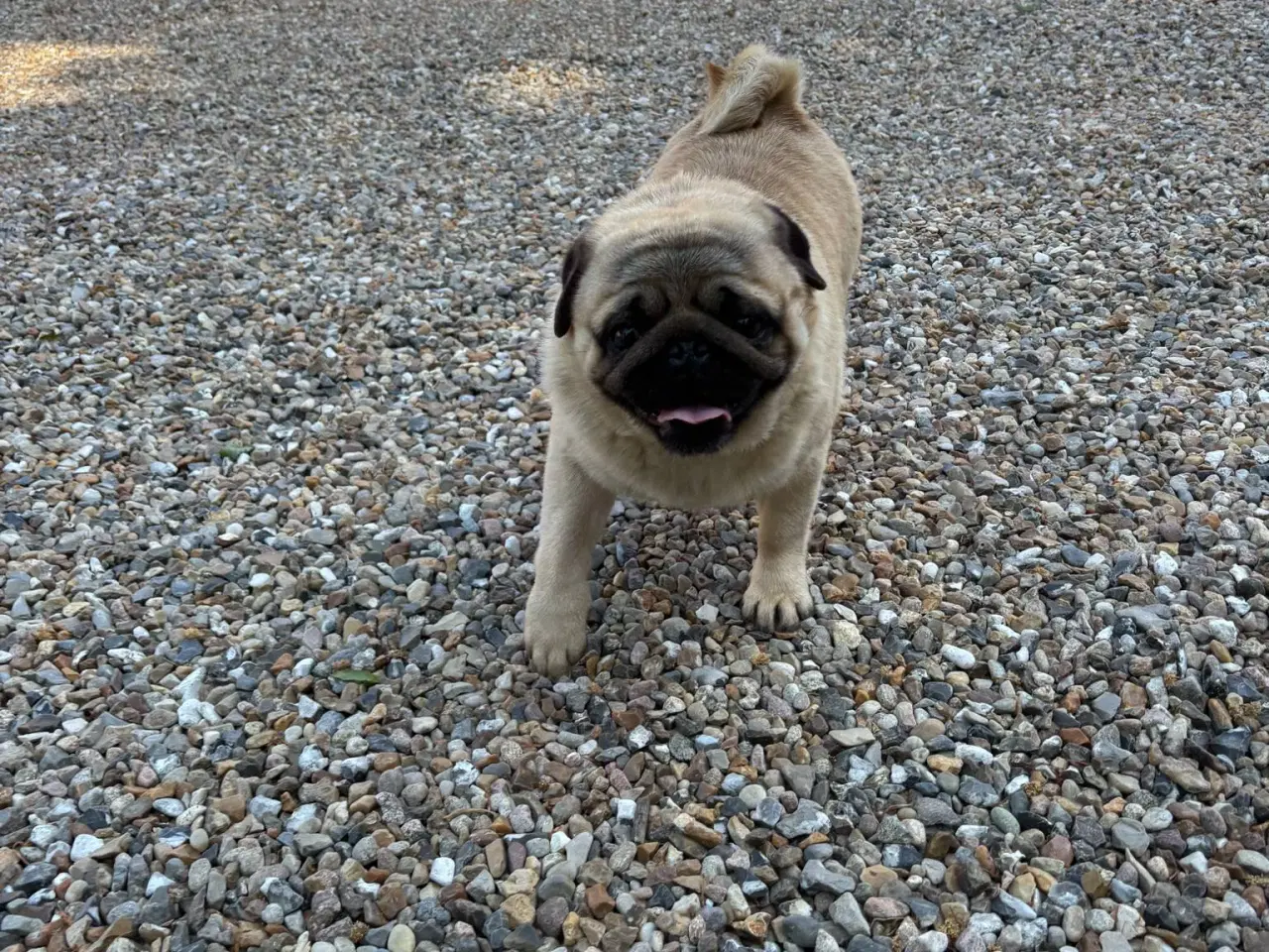 Billede 4 - Mops han