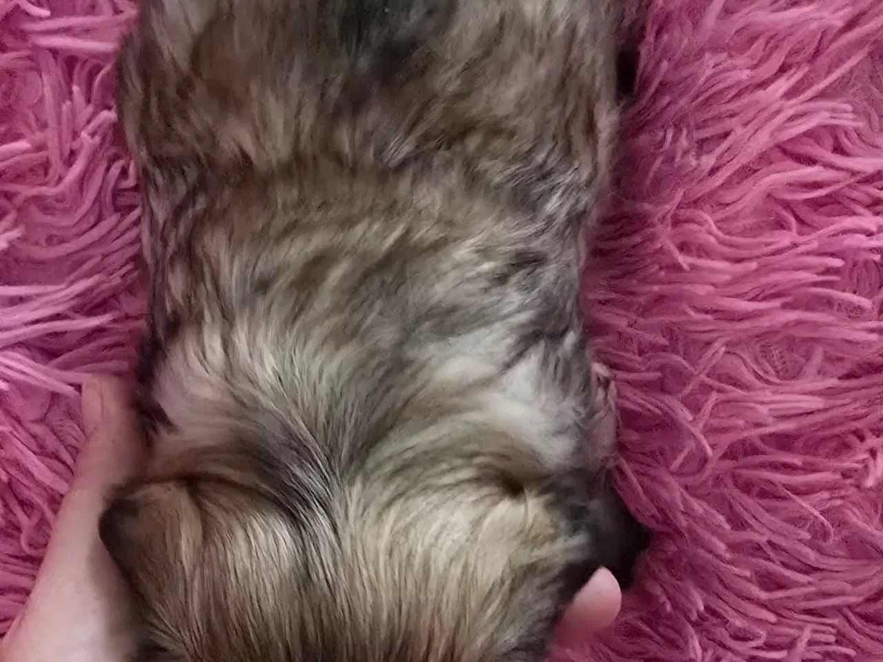 Billede 11 - 2 dejlige drenge 