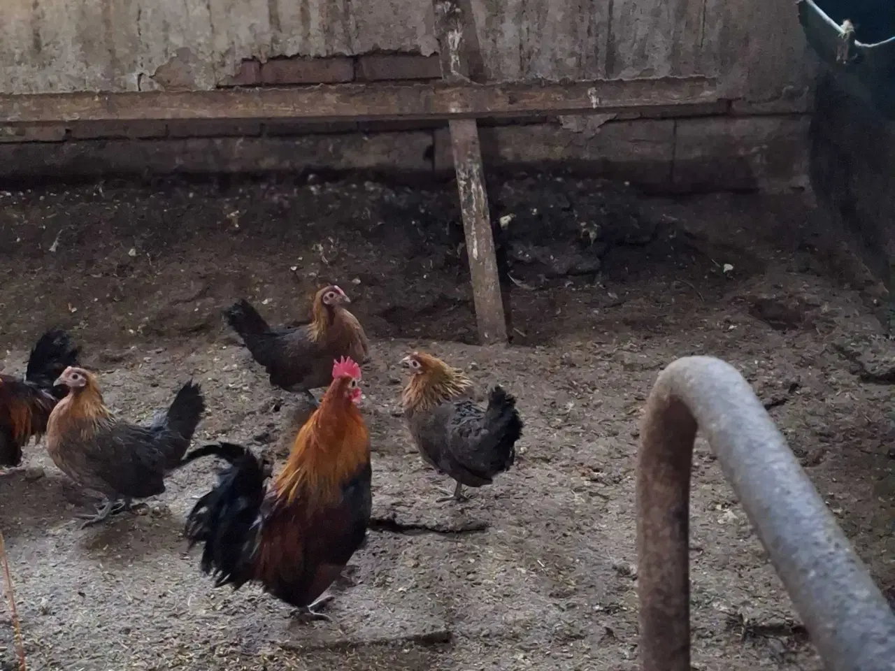 Billede 3 - Dansk landrace høns