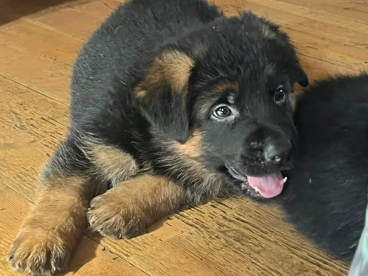 Billede 1 - Schæfer hvalpe (drenge)