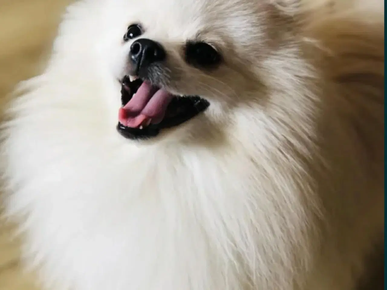 Billede 15 - Pomeranian 