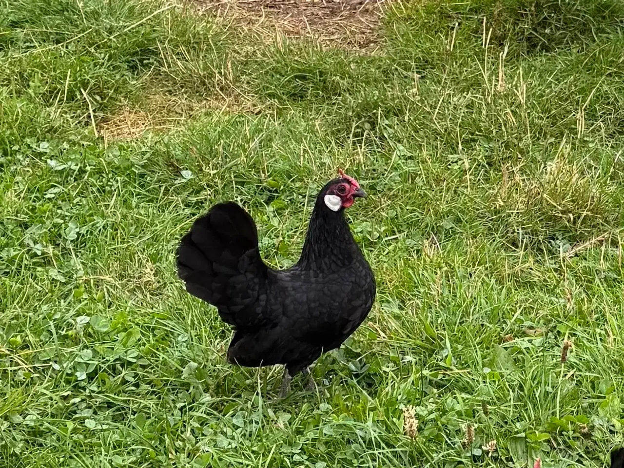 Billede 2 - Dværghøns Bantam