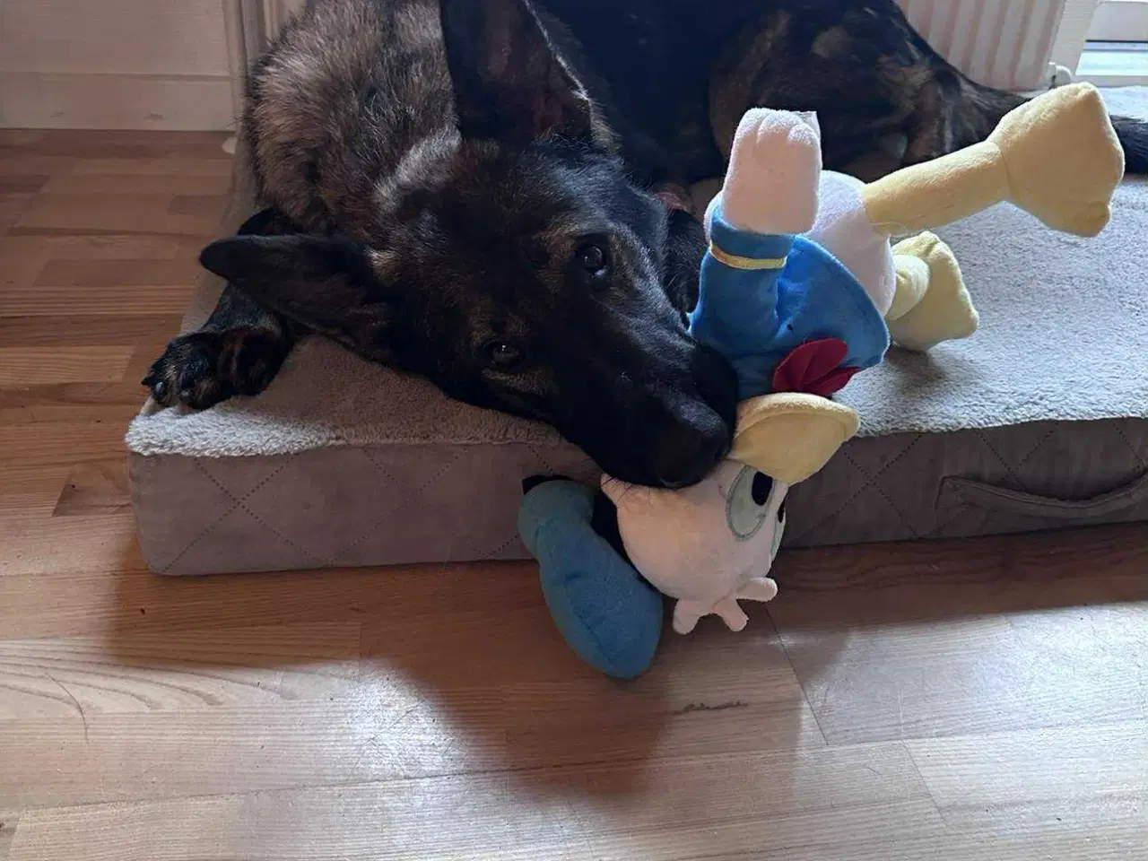 Billede 3 - Sød schæfer han