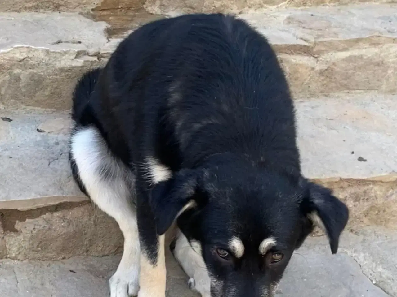 Billede 7 - Smukkeste Apollo søger sit 4ever hjem