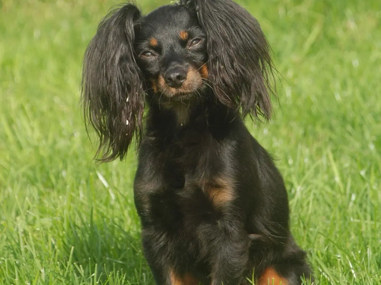 Billede 5 - Lille Hundehvalp 