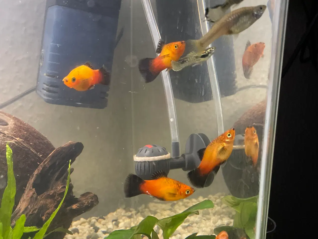 Billede 4 - Platy Red Wagtail