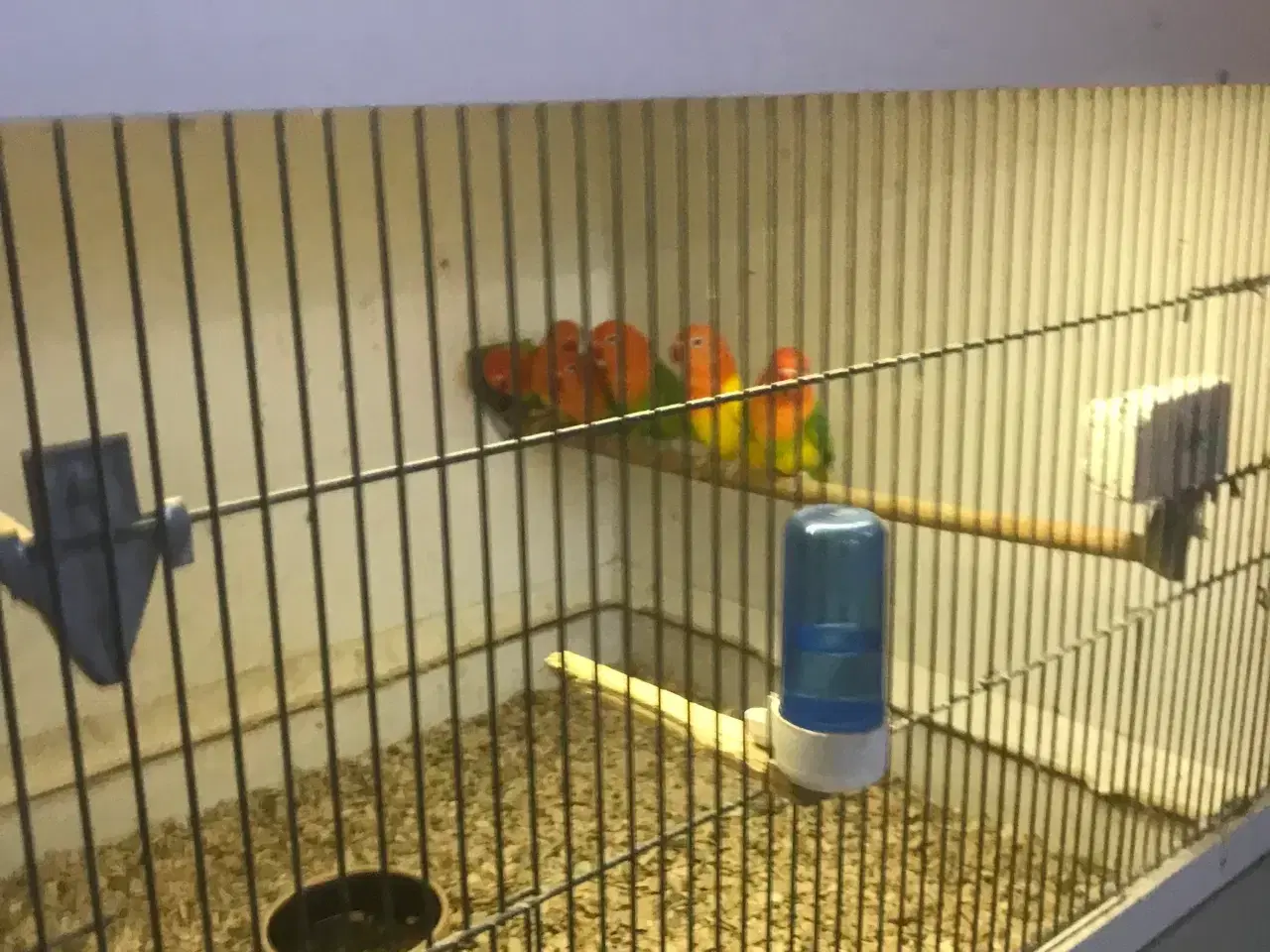 Billede 1 - dværgpapegøjer