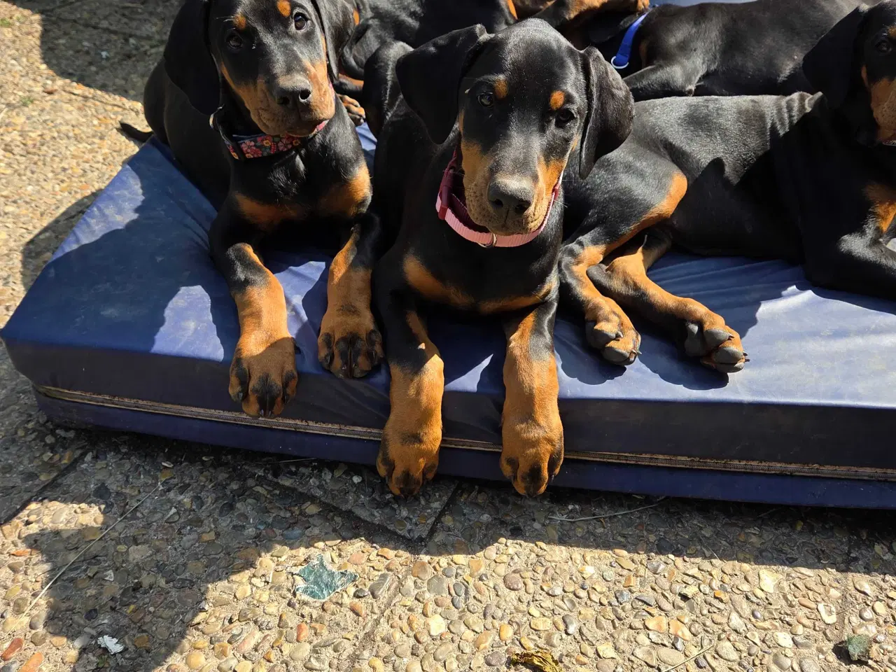 Billede 7 - 5 små renracede dobermann er kommet til verden d.0
