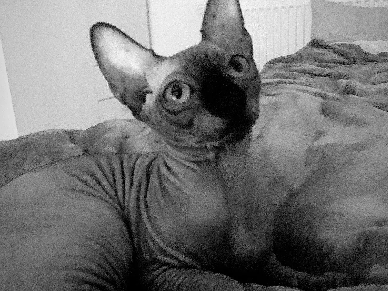 Billede 3 - Sphynx kat søger nyt hjem